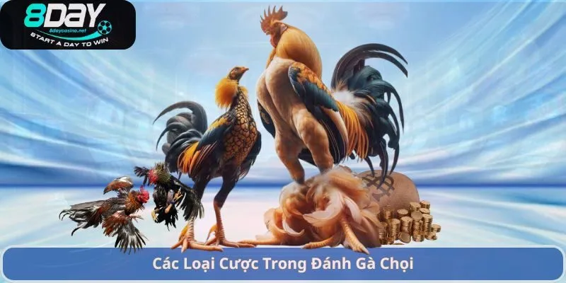 Cách Chấp Tiền Gà Chọi – Hướng Dẫn Đặt Cược Và Chiến Lược Hiệu Quả 2 Các Loại Cược Trong Đánh Gà Chọi