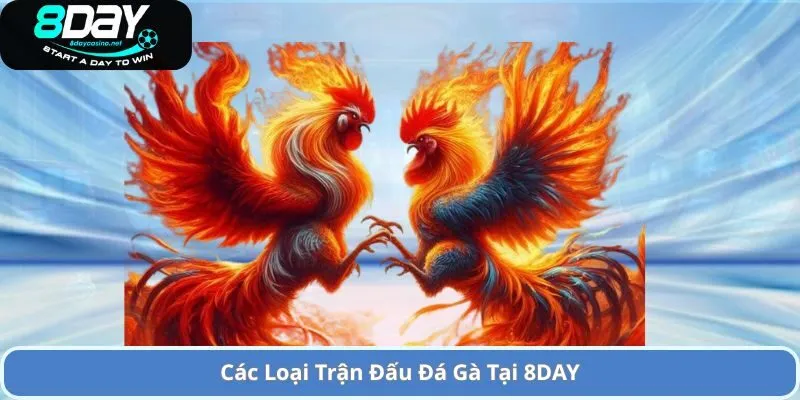 Các Loại Trận Đấu Đá Gà Tại 8DAY