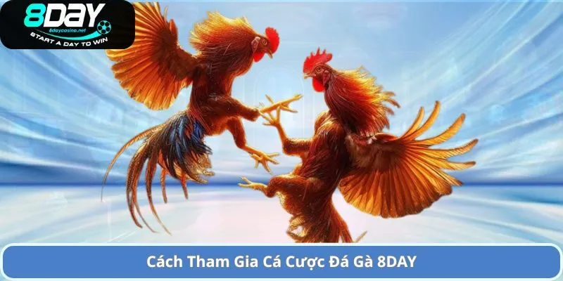 Cách Tham Gia Cá Cược Đá Gà 8DAY