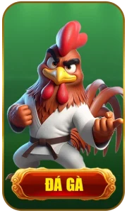 8DAY 28 Đá gà